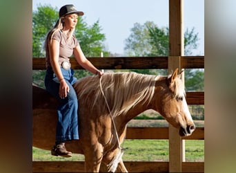 Caballo cuarto de milla, Caballo castrado, 15 años, 155 cm, Palomino