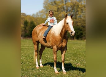 Caballo cuarto de milla, Caballo castrado, 15 años, 155 cm, Palomino