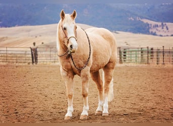 Caballo cuarto de milla, Caballo castrado, 15 años, 155 cm, Palomino