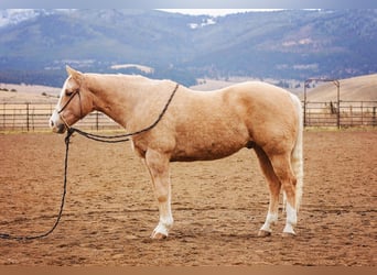 Caballo cuarto de milla, Caballo castrado, 15 años, 155 cm, Palomino
