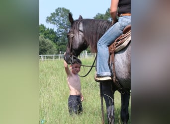 Caballo cuarto de milla, Caballo castrado, 15 años, 155 cm, Ruano azulado