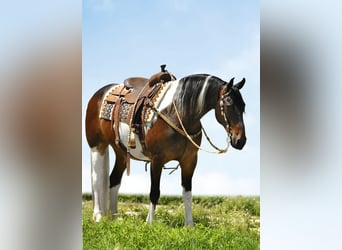 Caballo cuarto de milla, Caballo castrado, 15 años, 155 cm, Tobiano-todas las-capas