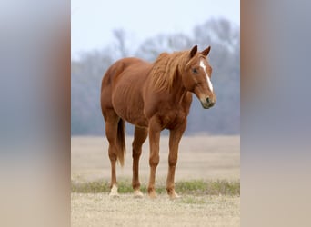 Caballo cuarto de milla, Caballo castrado, 15 años, 157 cm, Alazán-tostado