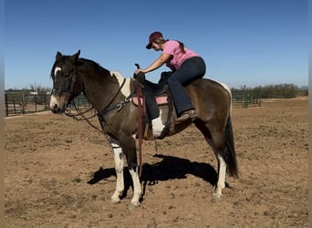 Caballo cuarto de milla, Caballo castrado, 15 años, 160 cm, Buckskin/Bayo