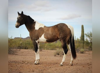 Caballo cuarto de milla, Caballo castrado, 15 años, 160 cm, Buckskin/Bayo
