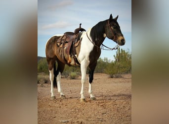 Caballo cuarto de milla, Caballo castrado, 15 años, 160 cm, Buckskin/Bayo
