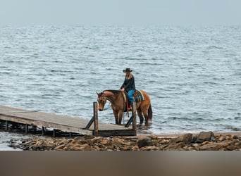 Caballo cuarto de milla, Caballo castrado, 15 años, 160 cm, Buckskin/Bayo