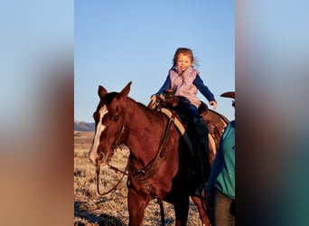 Caballo cuarto de milla, Caballo castrado, 15 años, Alazán-tostado