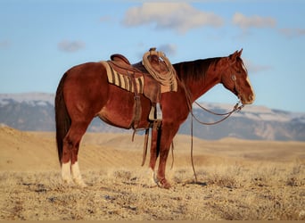 Caballo cuarto de milla, Caballo castrado, 15 años, Alazán-tostado