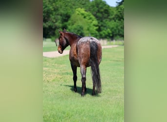 Caballo cuarto de milla, Caballo castrado, 15 años