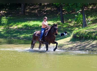 Caballo cuarto de milla, Caballo castrado, 15 años