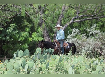 Caballo cuarto de milla, Caballo castrado, 15 años, Castaño