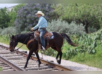 Caballo cuarto de milla, Caballo castrado, 15 años, Castaño
