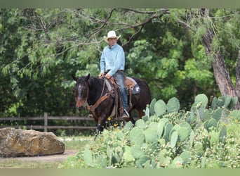 Caballo cuarto de milla, Caballo castrado, 15 años, Castaño