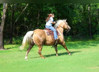 Caballo cuarto de milla, Caballo castrado, 15 años, Palomino