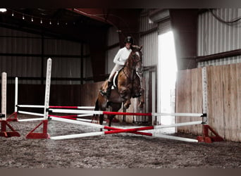 Caballo cuarto de milla, Caballo castrado, 15 años, Ruano alazán