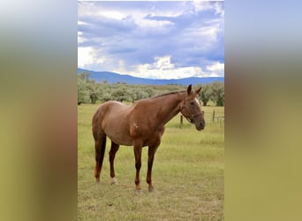 Caballo cuarto de milla, Caballo castrado, 15 años, Ruano alazán