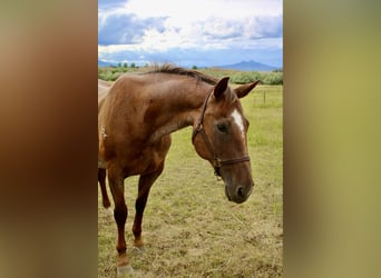 Caballo cuarto de milla, Caballo castrado, 15 años, Ruano alazán