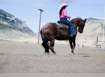 Caballo cuarto de milla, Caballo castrado, 15 años, Ruano alazán