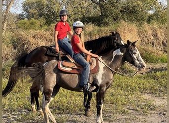 Caballo cuarto de milla, Caballo castrado, 16 años, 142 cm, Grullo