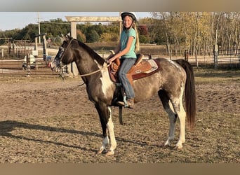 Caballo cuarto de milla, Caballo castrado, 16 años, 142 cm, Grullo