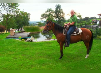 Caballo cuarto de milla, Caballo castrado, 16 años, 145 cm, Castaño