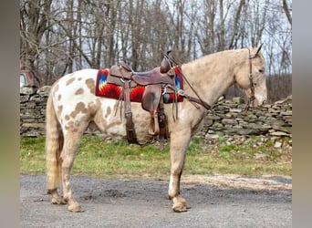 Caballo cuarto de milla, Caballo castrado, 16 años, 145 cm, Champán