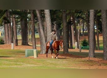Caballo cuarto de milla, Caballo castrado, 16 años, 147 cm, Alazán rojizo