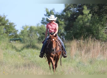 Caballo cuarto de milla, Caballo castrado, 16 años, 150 cm, Alazán-tostado