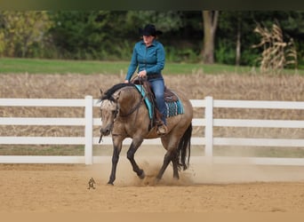 Caballo cuarto de milla, Caballo castrado, 16 años, 150 cm, Buckskin/Bayo