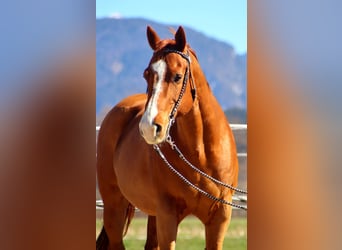 Caballo cuarto de milla, Caballo castrado, 16 años, 151 cm, Alazán
