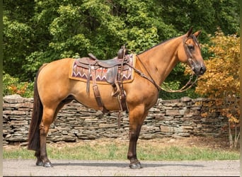 Caballo cuarto de milla, Caballo castrado, 16 años, 152 cm, Bayo