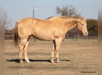Caballo cuarto de milla, Caballo castrado, 16 años, 152 cm, Champán