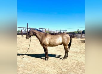 Caballo cuarto de milla, Caballo castrado, 16 años, 152 cm, Grullo