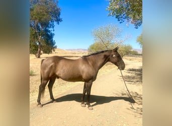 Caballo cuarto de milla, Caballo castrado, 16 años, 152 cm, Grullo