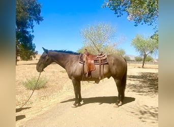 Caballo cuarto de milla, Caballo castrado, 16 años, 152 cm, Grullo