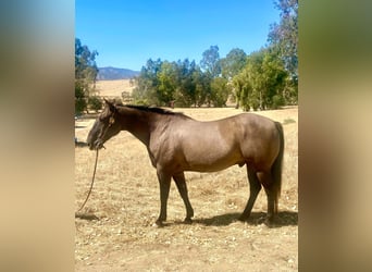 Caballo cuarto de milla, Caballo castrado, 16 años, 152 cm, Grullo