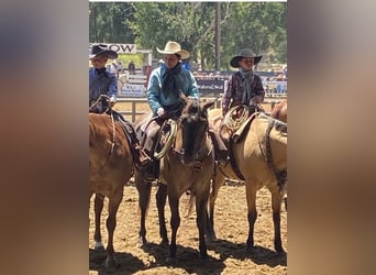 Caballo cuarto de milla, Caballo castrado, 16 años, 152 cm, Grullo