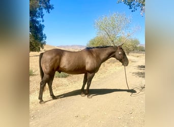 Caballo cuarto de milla, Caballo castrado, 16 años, 152 cm, Grullo