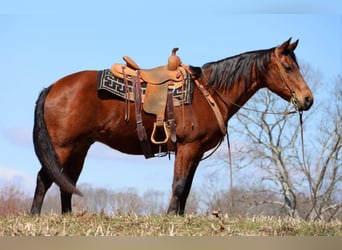 Caballo cuarto de milla, Caballo castrado, 16 años, 155 cm, Castaño rojizo