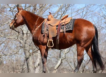 Caballo cuarto de milla, Caballo castrado, 16 años, 155 cm, Castaño rojizo