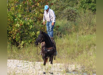 Caballo cuarto de milla, Caballo castrado, 16 años, 155 cm, Tobiano-todas las-capas