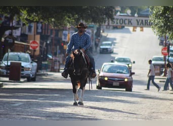 Caballo cuarto de milla, Caballo castrado, 16 años, 155 cm, Tobiano-todas las-capas