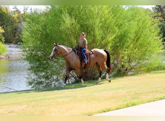 Caballo cuarto de milla, Caballo castrado, 16 años, Buckskin/Bayo