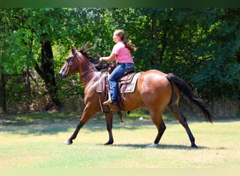 Caballo cuarto de milla, Caballo castrado, 16 años, Castaño rojizo