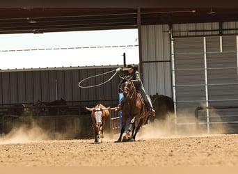 Caballo cuarto de milla, Caballo castrado, 16 años, Castaño-ruano