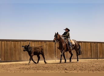 Caballo cuarto de milla, Caballo castrado, 16 años, Castaño-ruano
