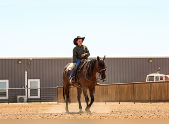 Caballo cuarto de milla, Caballo castrado, 16 años, Castaño-ruano