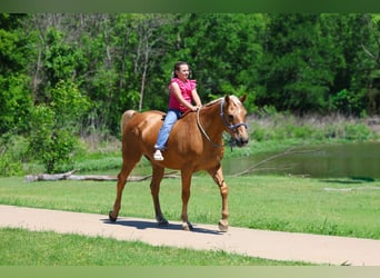 Caballo cuarto de milla, Caballo castrado, 16 años, Palomino
