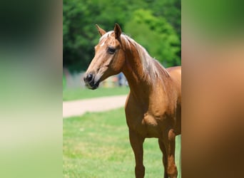 Caballo cuarto de milla, Caballo castrado, 16 años, Palomino